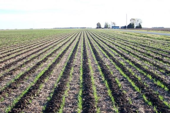 Strip-till или как увеличить урожайность