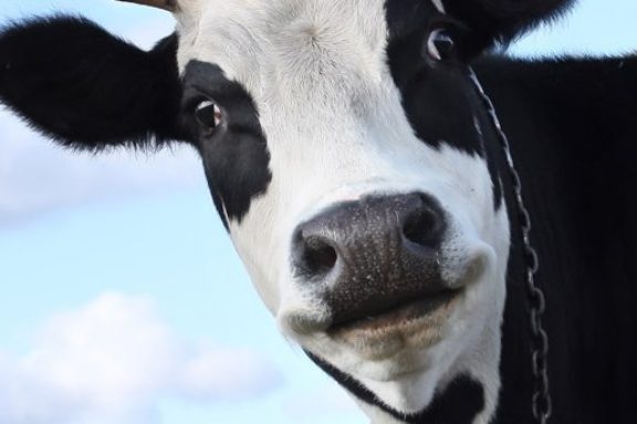 Оповещение об отёлах — приложение от компании Afimilk Ltd.