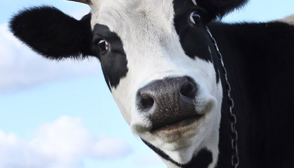 Оповещение об отёлах — приложение от компании Afimilk Ltd.