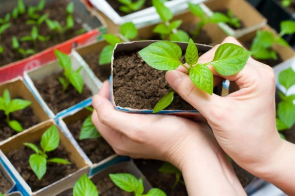 Бизнес идея: выращивание и продажа саженцев