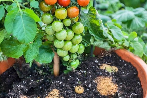 TomTato или помидор-картофель