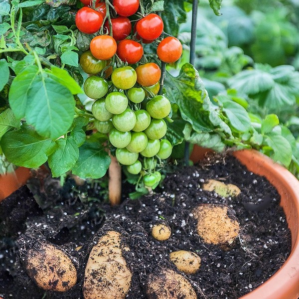 TomTato или помидор-картофель