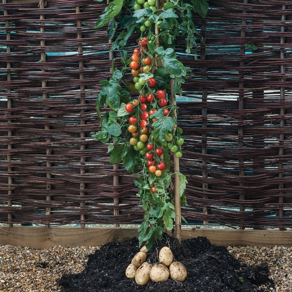 TomTato