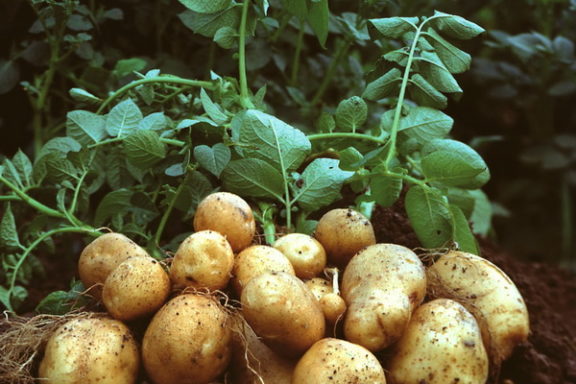 Прогноз урожая картофеля от PotatoSize