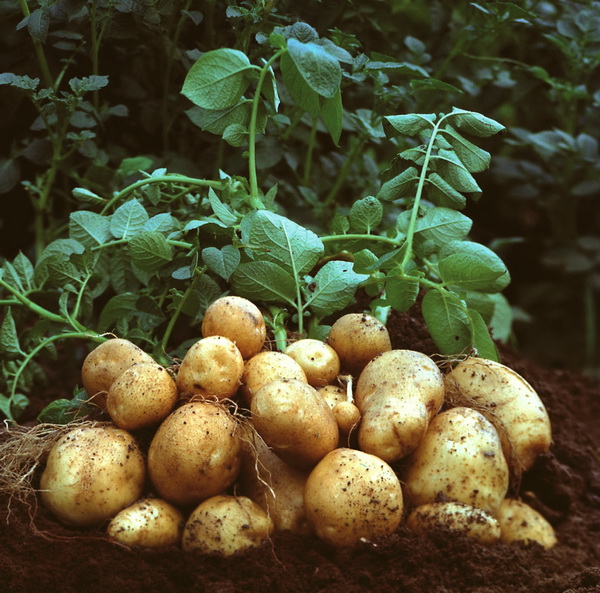 Прогноз урожая картофеля от PotatoSize