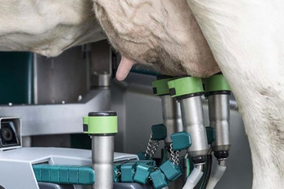Роботизированный доильный модуль DairyProQ