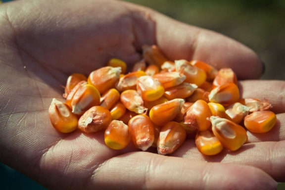Комплексное решение для кукурузы от компании Monsanto